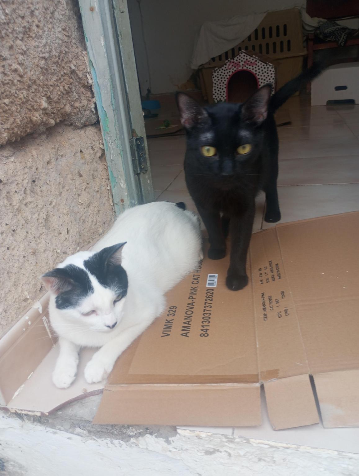 Aara Asociación Animalista de Arafo