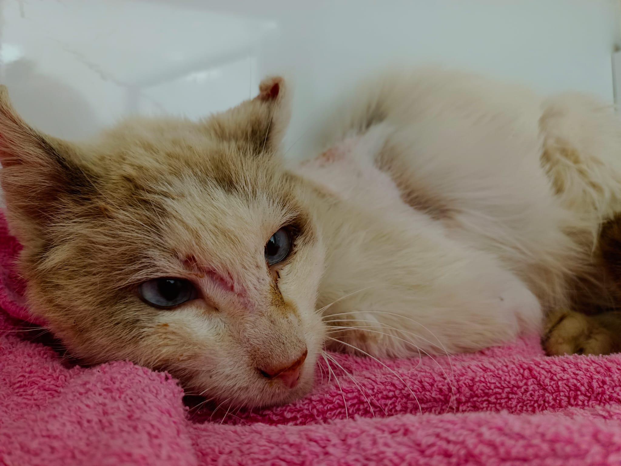 Aara Asociación Animalista de Arafo