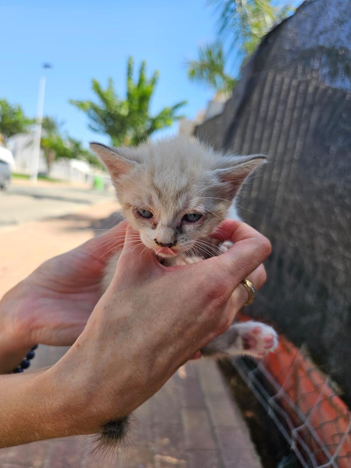 Asociación Miauuu Gatos