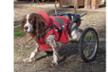 Help for Nicoletta Cisventi's disabled dogs