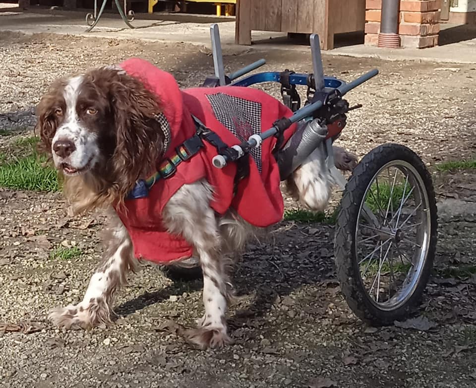 Help for Nicoletta Cisventi's disabled dogs