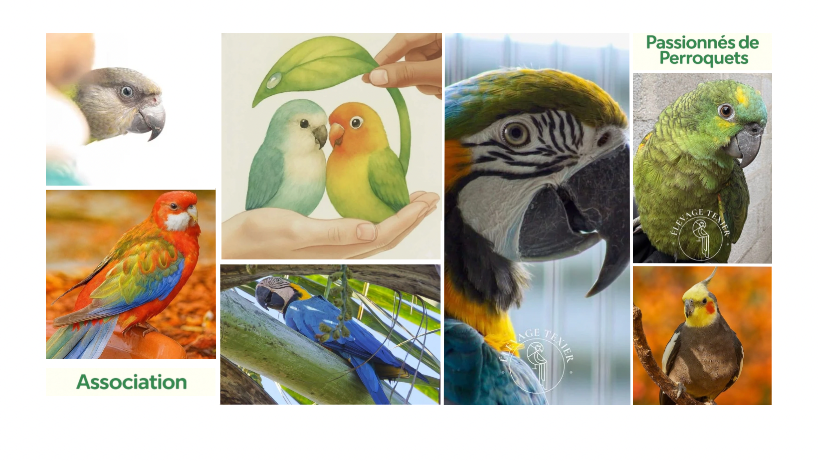 Association de Passionnés de perroquets