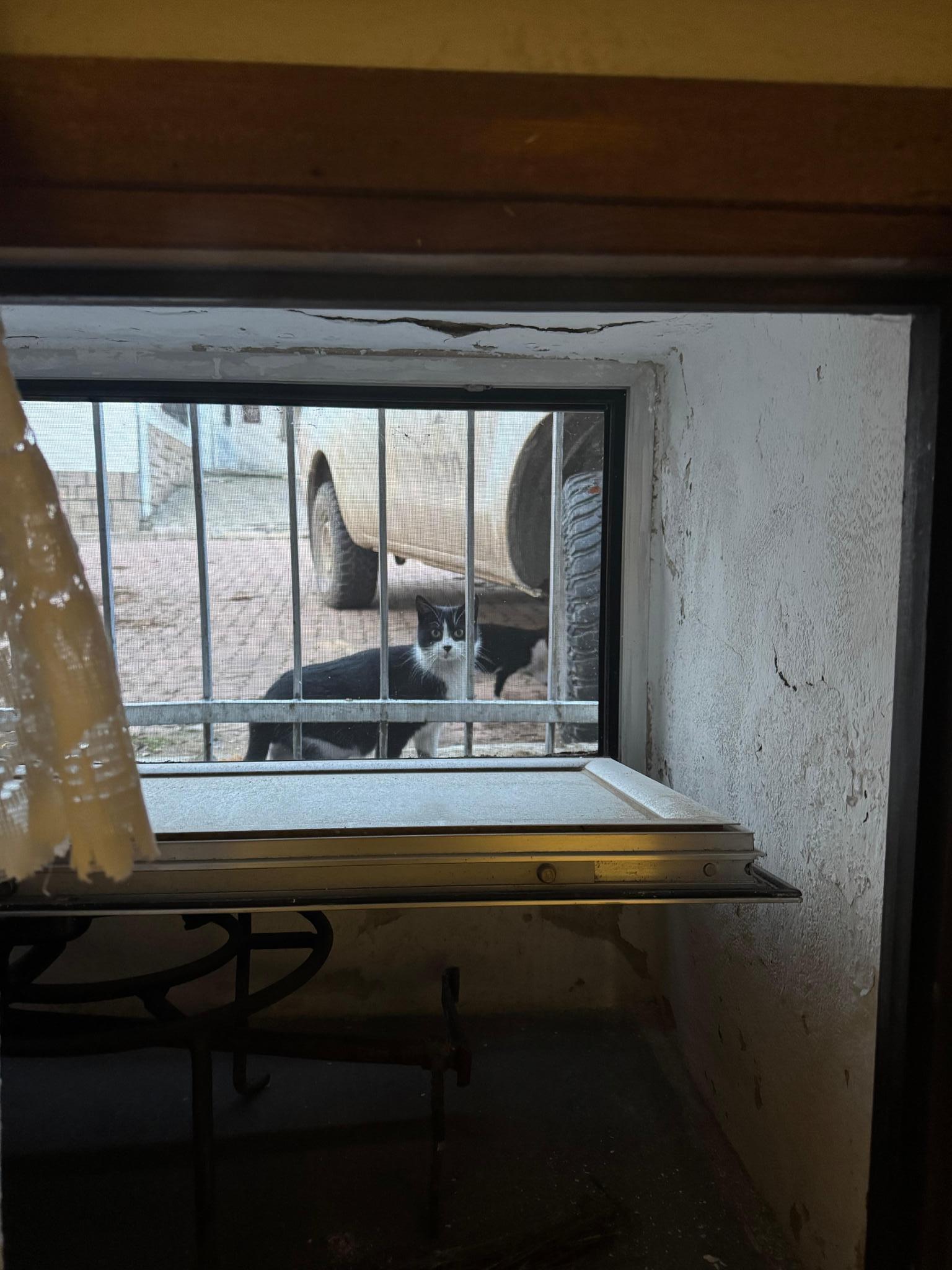 ASOCIACIÓN FELINA LAS MAJADAS