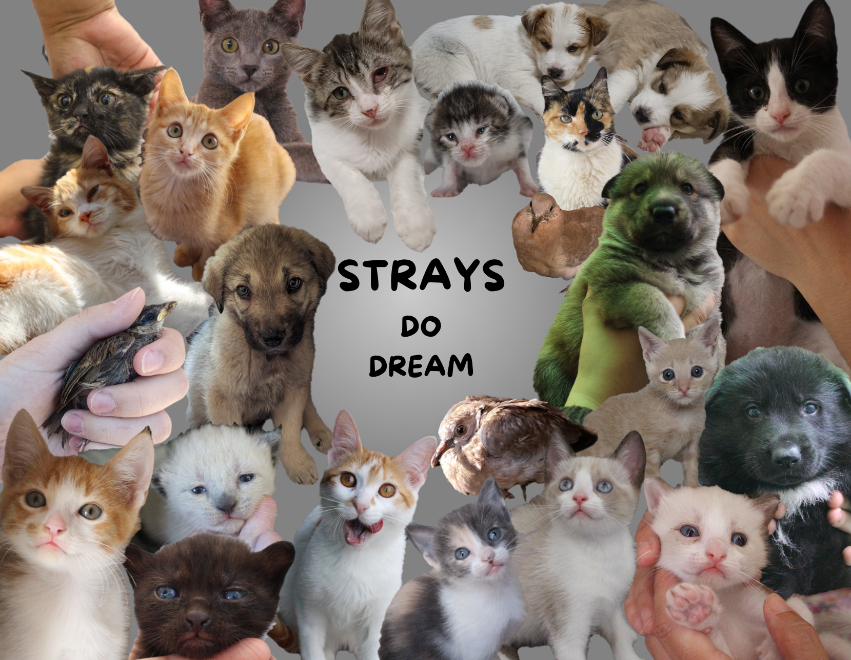STRAYS DO DREAM