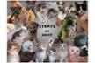 STRAYS DO DREAM