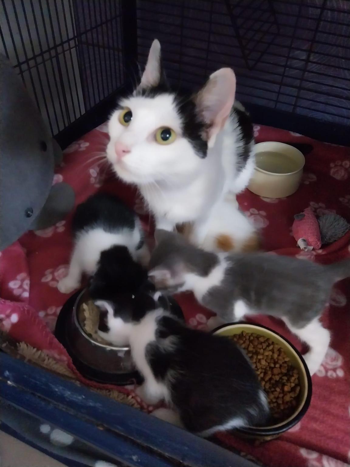 ISLAND OF HOPE - Helping Animals Romania HAR