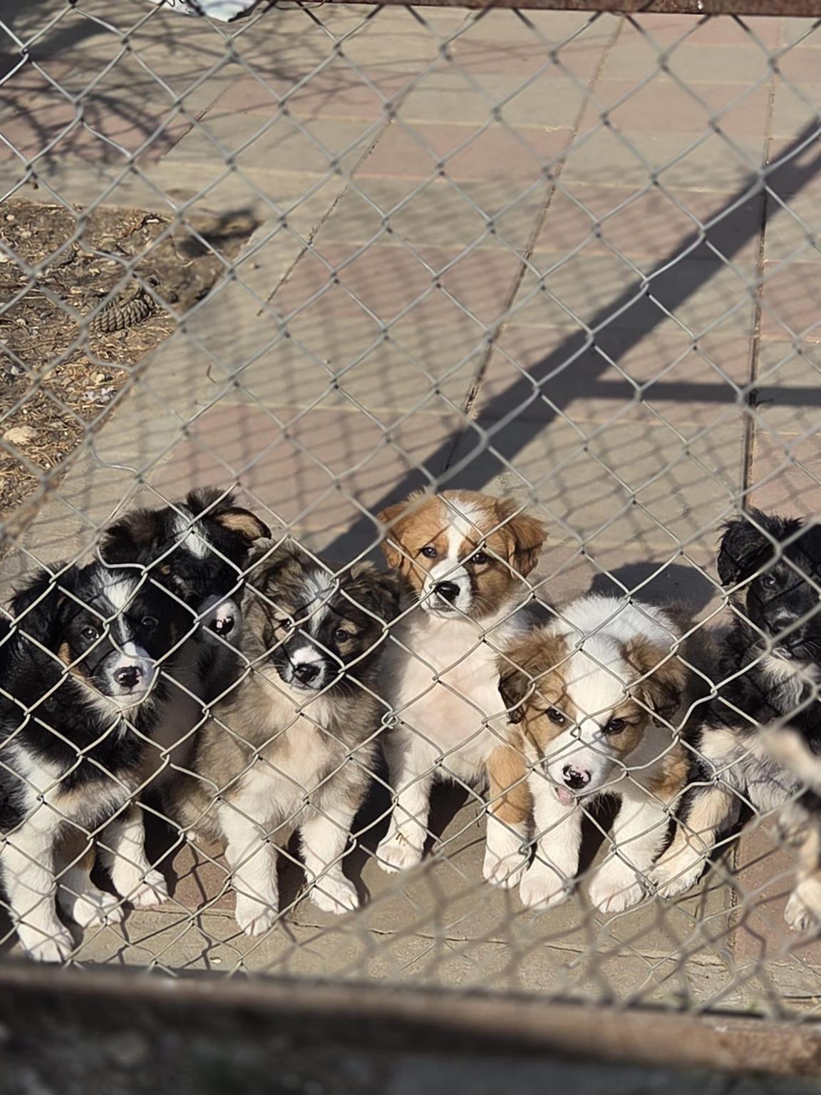 ISLAND OF HOPE - Helping Animals Romania HAR