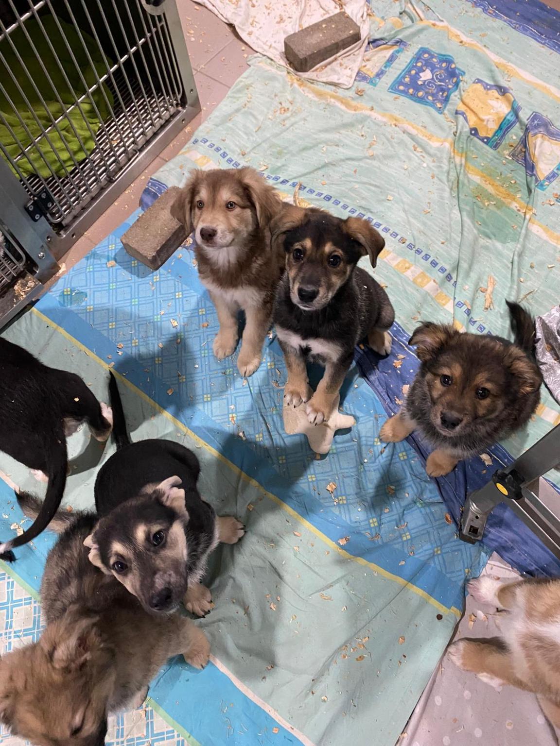 ISLAND OF HOPE - Helping Animals Romania HAR