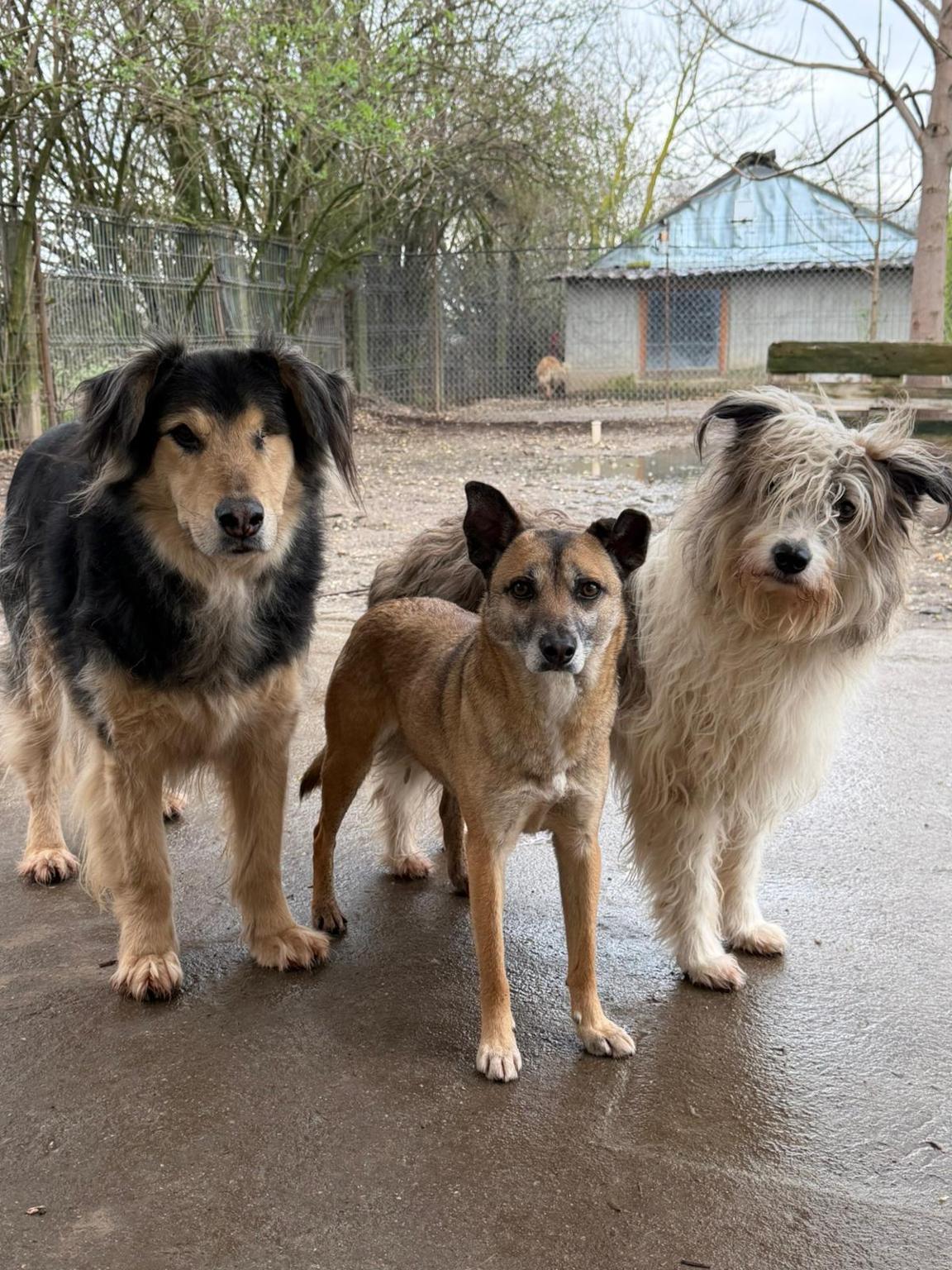 ISLAND OF HOPE - Helping Animals Romania HAR