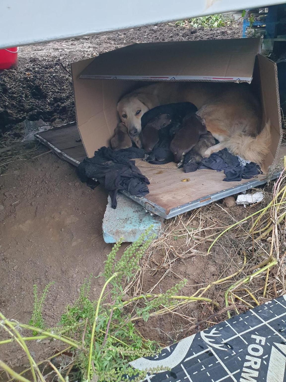 ISLAND OF HOPE - Helping Animals Romania HAR