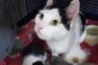 ISLAND OF HOPE - Helping Animals Romania HAR