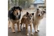 ISLAND OF HOPE - Helping Animals Romania HAR