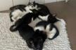 ISLAND OF HOPE - Helping Animals Romania HAR