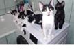 ISLAND OF HOPE - Helping Animals Romania HAR
