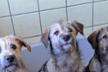 ISLAND OF HOPE - Helping Animals Romania HAR
