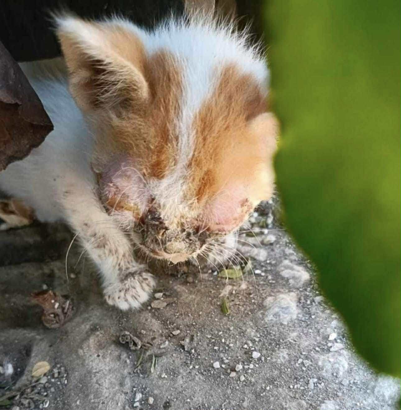 Support Filukkas Faiirytale Farm