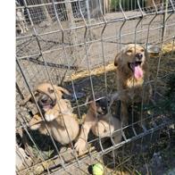 Stichting  Stray Paws