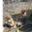 Stichting  Stray Paws