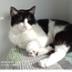Association  Miou-Miou Cats