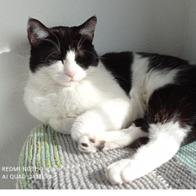 Association  Miou-Miou Cats