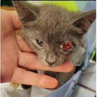 Urdulizko Katuen Lagunak