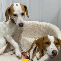 Carmen Alvarez Olleros