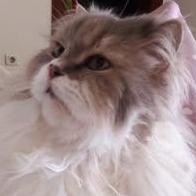 Natalia Perez Morell