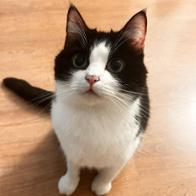 Sayda Al Islam El Río