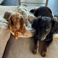 Maria Colovic Le Corvellec