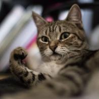 Esther Labrador Menén