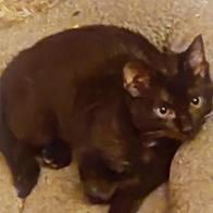 Gatechu Asociación de protección felina