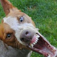 Bieke van Aertselaer