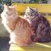 Colonie feline  Di Romana