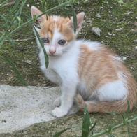 Huellitas  Sin hogar