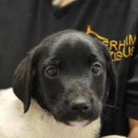 Tierschutzverein Franziskus