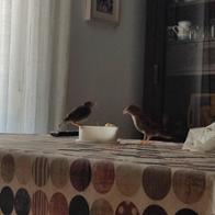 Macarena Rodríguez Lancharro