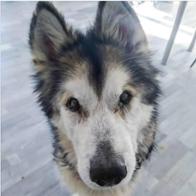 Manuel Valero Gimeno