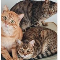 Asociación y Protectora  DEJANDO HUELLAS