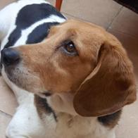 Antonio Serrano Zancada