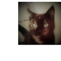 Feranda van de Werken