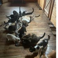 Associació Els Poets