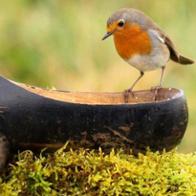José Ramón Carbajales Arias