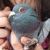 Columba Livia