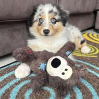 Frederique  Maggiani