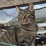 Alcover Cats ( Eva voluntaria )