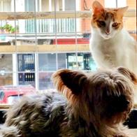 Julia Delgado Conchiña