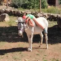 EL TERRAT DEL MAESTRAT ASOCIACIÓN SIN ANIMO DE LUCRO