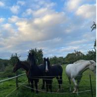 Association  Espoir au Galop