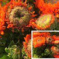 Sylvia Ringelblume 2012 Garching