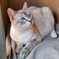 Patricia correoso torres